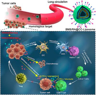 Biomimetic nanoparticles for tumor immunotherapy